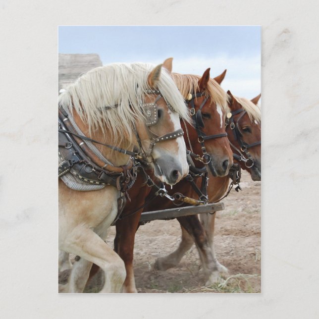 Postal Caballo de Trabajo Americano (Anverso)