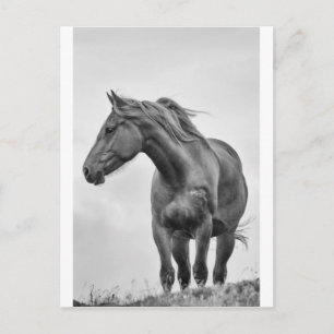 Postal Caballo de Windblown