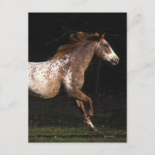 Postal Caballo del Appaloosa que corre 4