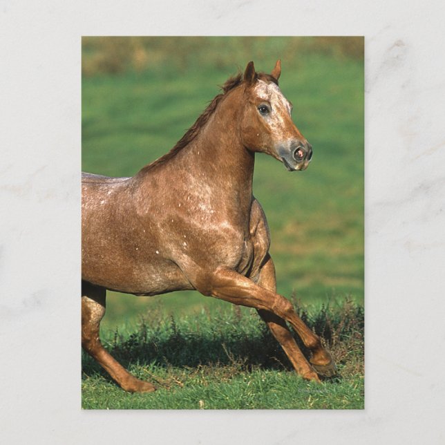 Postal Caballo del Appaloosa que corre en campo herboso (Anverso)