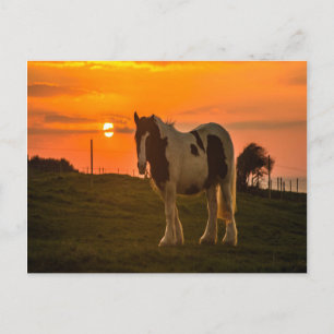 Postal Caballo del atardecer
