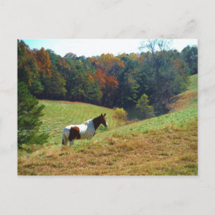 Postal Caballo del blanco y de Brown, charca del otoño