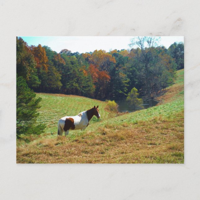 Postal Caballo del blanco y de Brown, charca del otoño (Anverso)