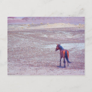 Postal Caballo desierto P8640