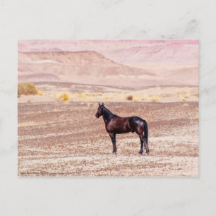 Postal Caballo desierto P8664