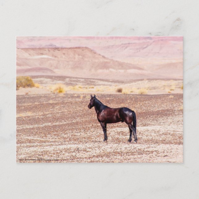 Postal Caballo desierto P8664 (Anverso)