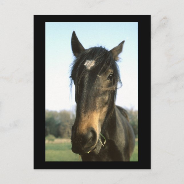 Postal Caballo, Dunwich, Inglaterra - Postcard (Anverso)