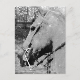 Postal Caballo en Blanco y Negro