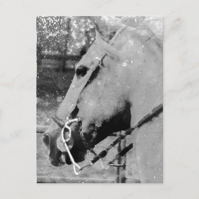 Postal Caballo en Blanco y Negro (Anverso)