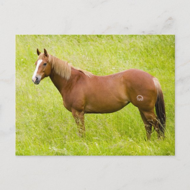 Postal Caballo en campo de primavera (Anverso)