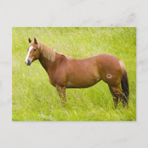 Postal Caballo en campo de primavera