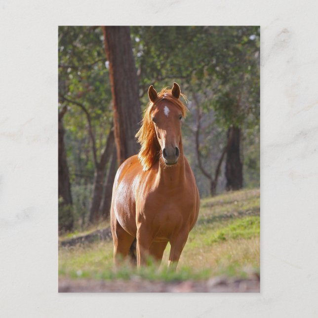 Postal Caballo En El Bosque (Anverso)