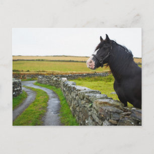 Postal Caballo en granja en la Inglaterra rural