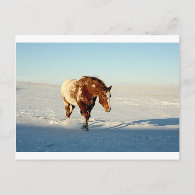 Postal caballo en la nieve (Anverso)