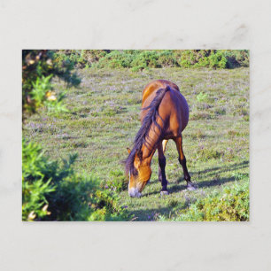 Postal caballo en la pradera