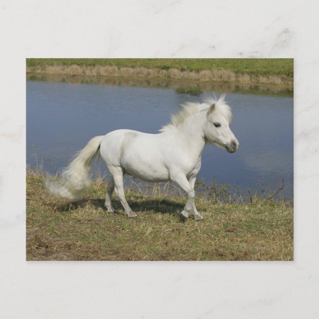 Postal Caballo en miniatura corriendo cerca del agua (Anverso)