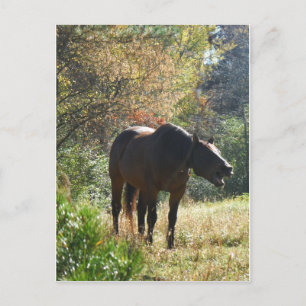 Postal Caballo en otoño