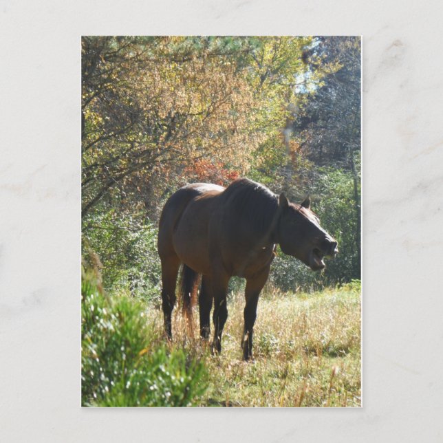 Postal Caballo en otoño (Anverso)