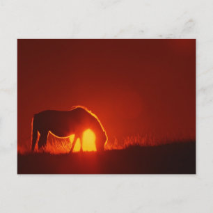 Postal Caballo en Red Sunset