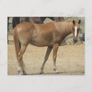Postal Caballo en un día caluroso