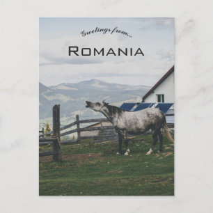 Postal Caballo en Vatra Dornei Rumania