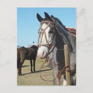 Postal Caballo en Yacanto, Córdoba