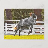 Caballo Feliz Salto