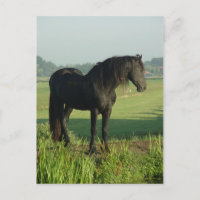 Caballo frisio