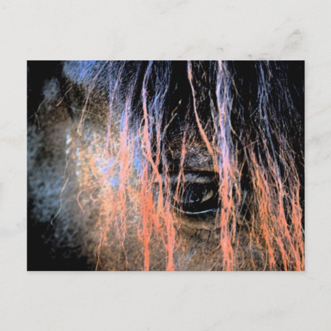 Postal Caballo frisón (Anverso)