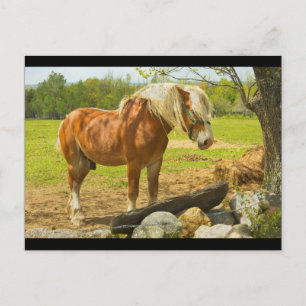 Postal Caballo Grande Cerca De Pared De Piedra En Campo D