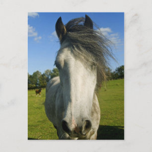 Postal Caballo gris