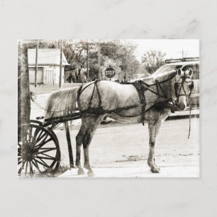 Postal Caballo gris Amish en blanco y negro