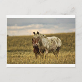 Postal Caballo gris con bebé