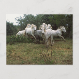 Postal Caballo gris en marcha