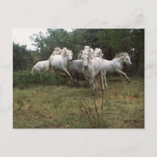 Postal Caballo gris en marcha (Anverso)