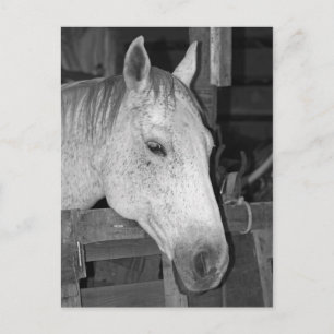 Postal Caballo gris viejo