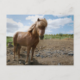 Postal Caballo II de Islandia