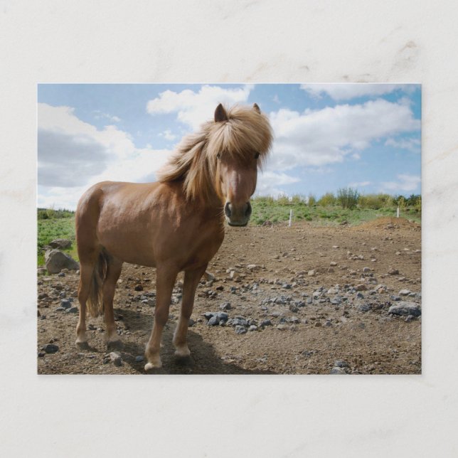 Postal Caballo II de Islandia (Anverso)