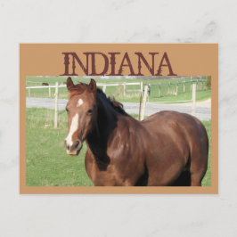 Postal Caballo INDIANA
