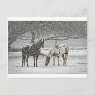Postal caballo invierno nieve granja rancho animales neva