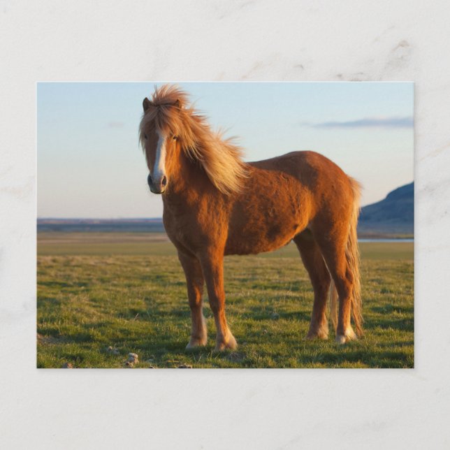 Postal Caballo islandés al atardecer (Anverso)