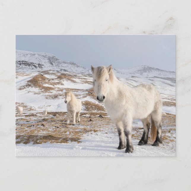 Postal Caballo islandés | Blonduos, Islandia (Anverso)