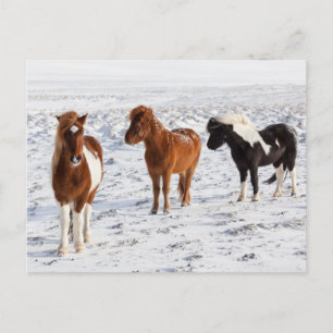 Postal Caballo islandés con pelaje típico de invierno