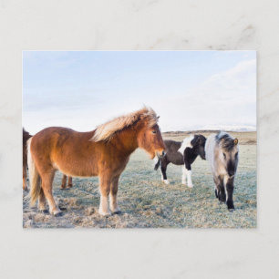 Postal Caballo islandés durante el invierno en Islandia