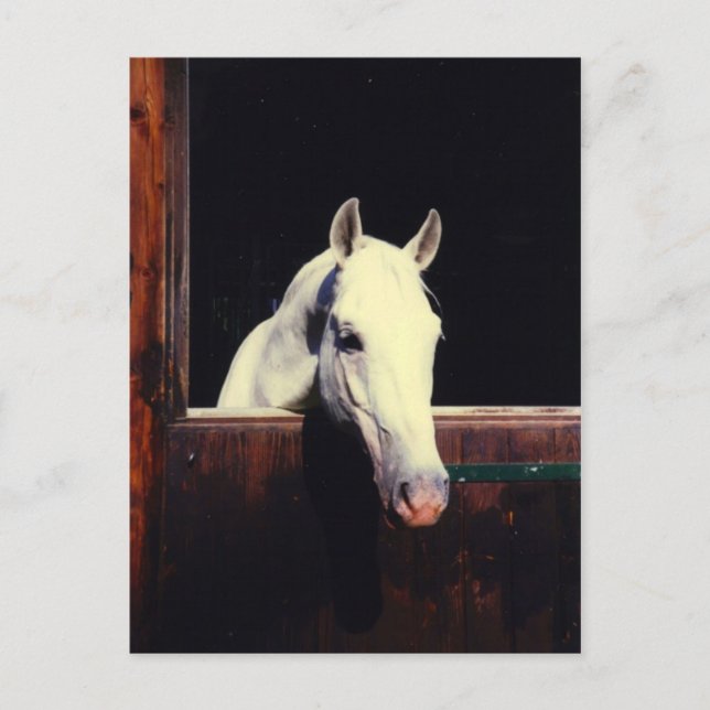 Postal Caballo Lipizzaner (Anverso)