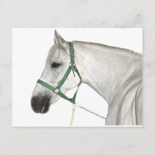 Postal Caballo Lipizzaner blanco