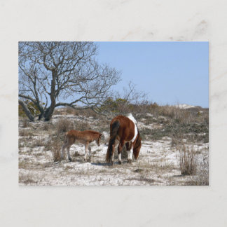 Postal Caballo madre y bebé en Assateague