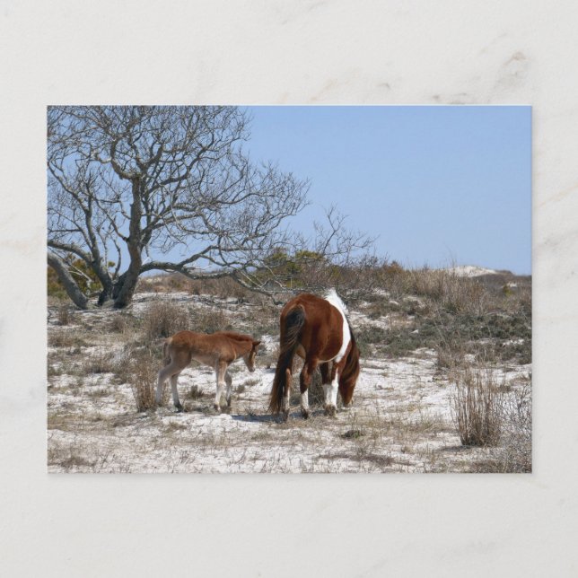 Postal Caballo madre y bebé en Assateague (Anverso)