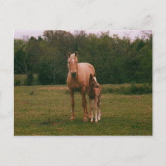 Postal Caballo mamario y caballo de bebé