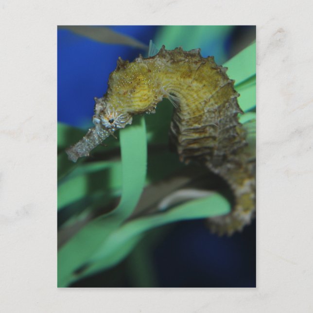 Postal Caballo marino (Anverso)